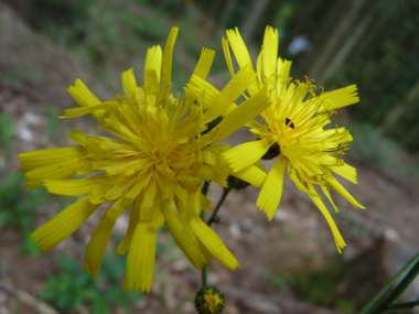 Fleurs jaunes. Agrandir dans une nouvelle fenêtre (ou onglet)